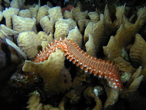 Night life on Paradise Reef