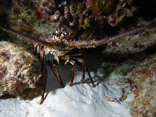 Night life on Paradise Reef