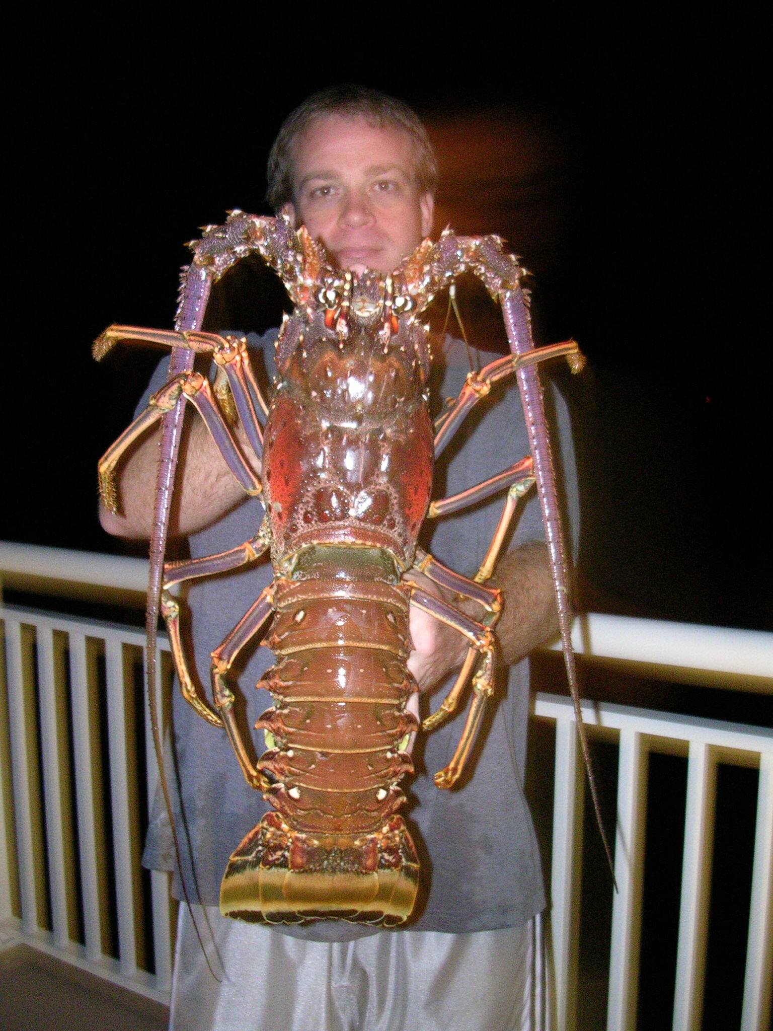 night lobster