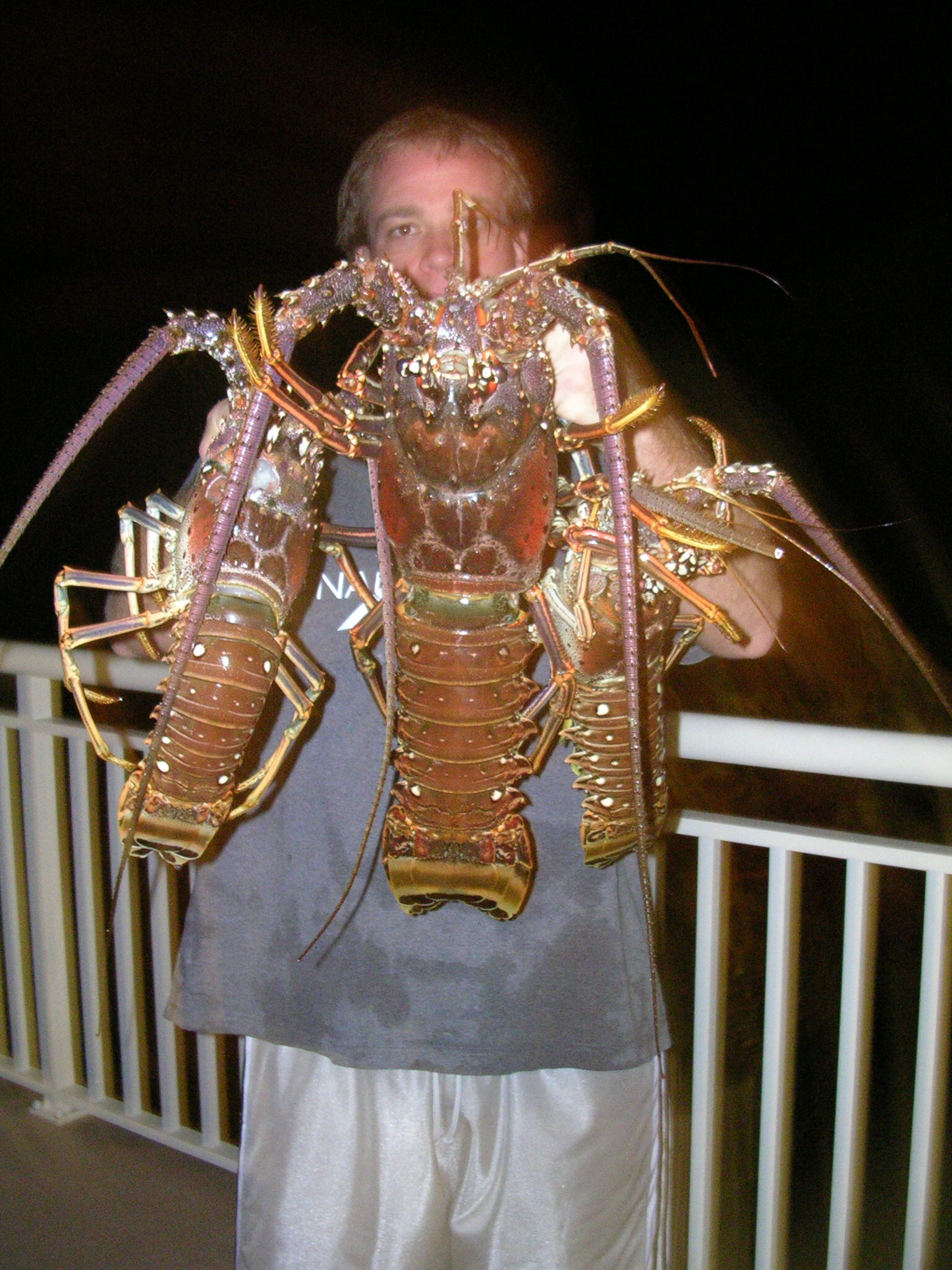 night lobster