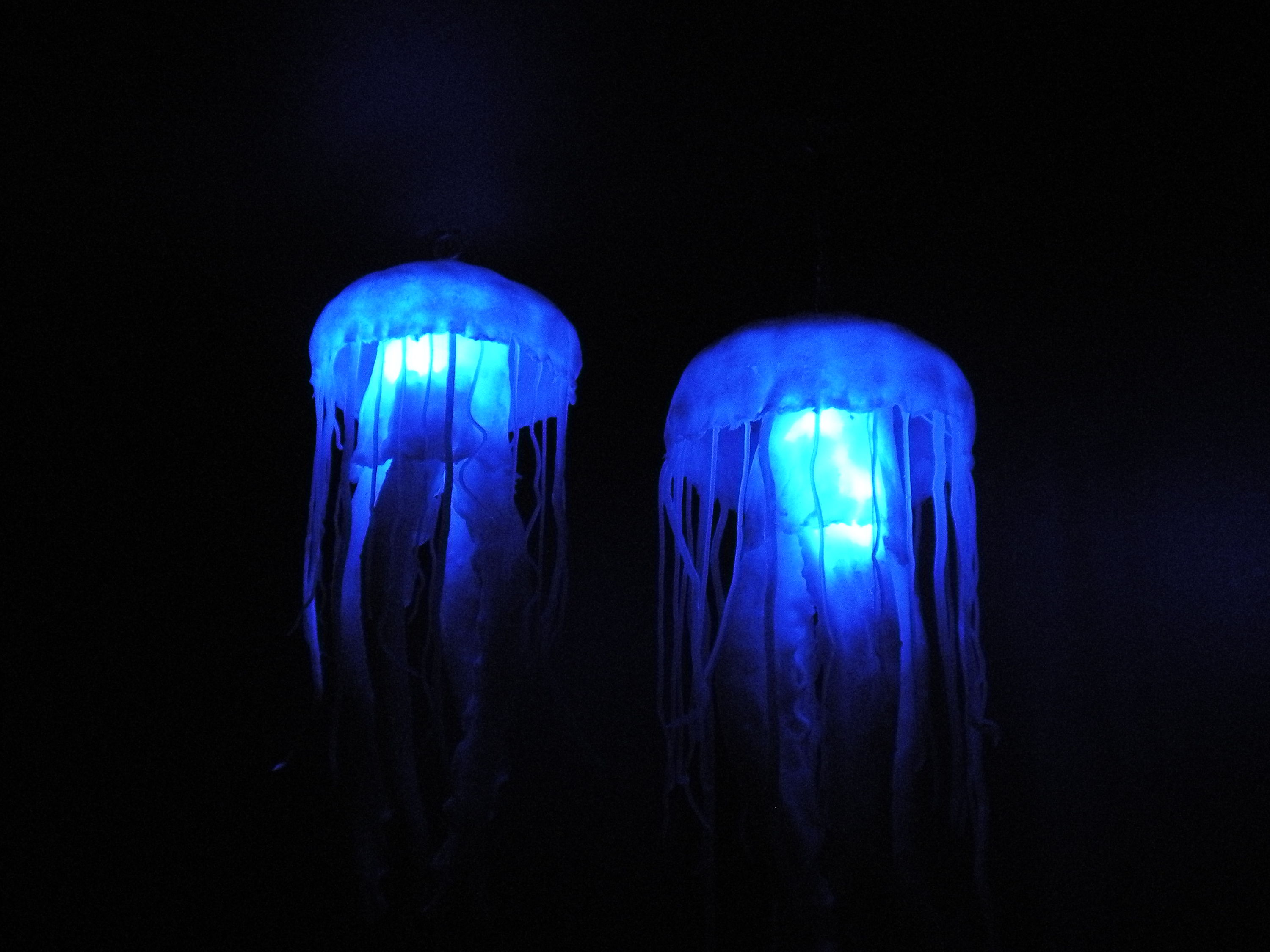 nighttime jellyfish