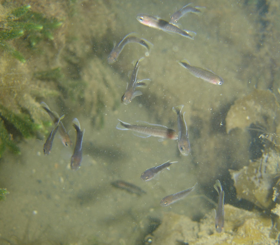 Noarlunga Hulafish