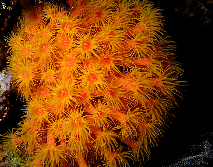 Nocturnal Cup Coral