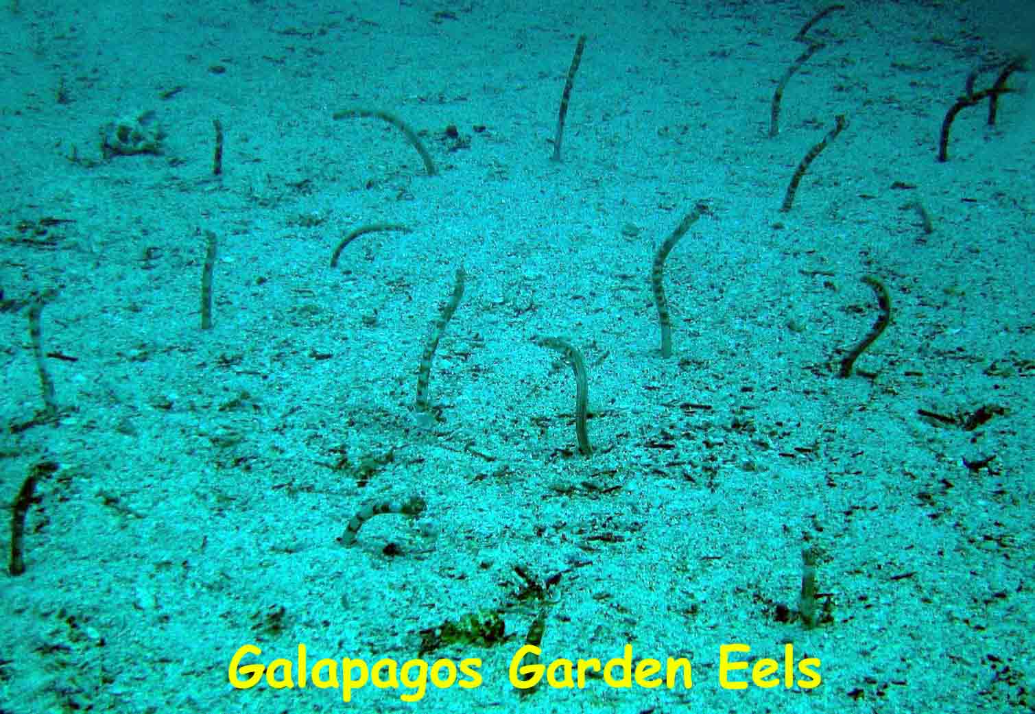 North Seymour Island, Galapagos