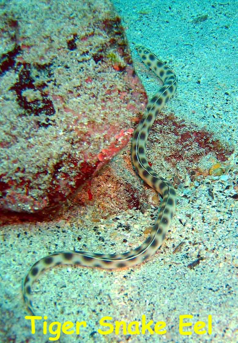 North Seymour Island, Galapagos