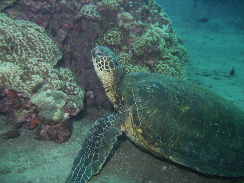 North Shore of Ohau