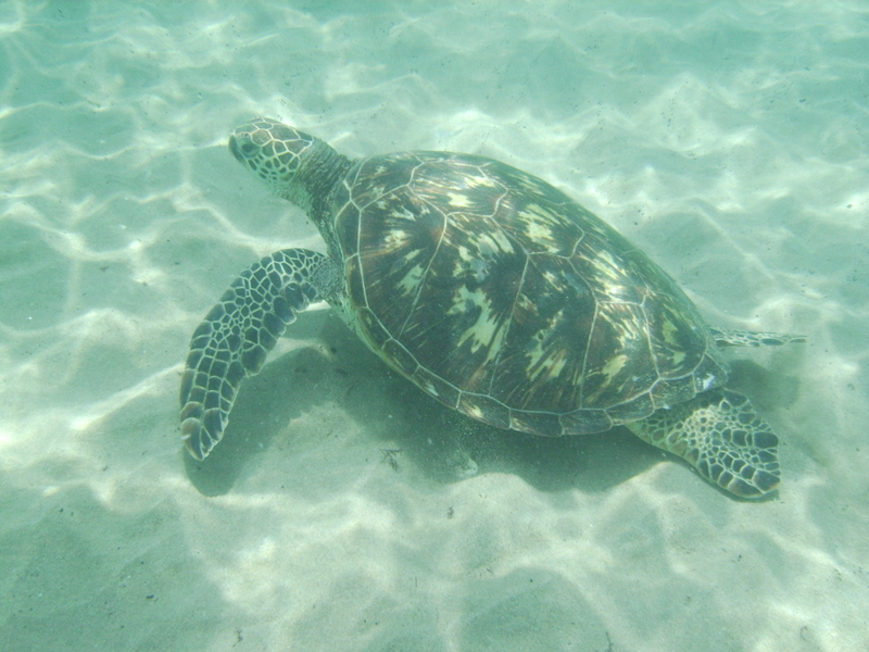 North Shore of Ohau