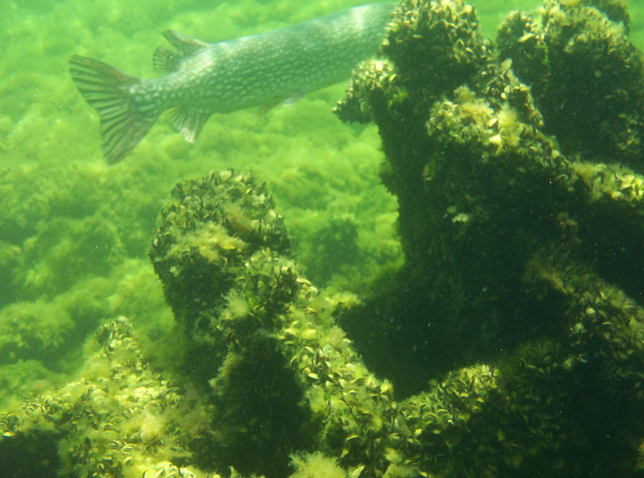 Northern fish on Louisiana wreck