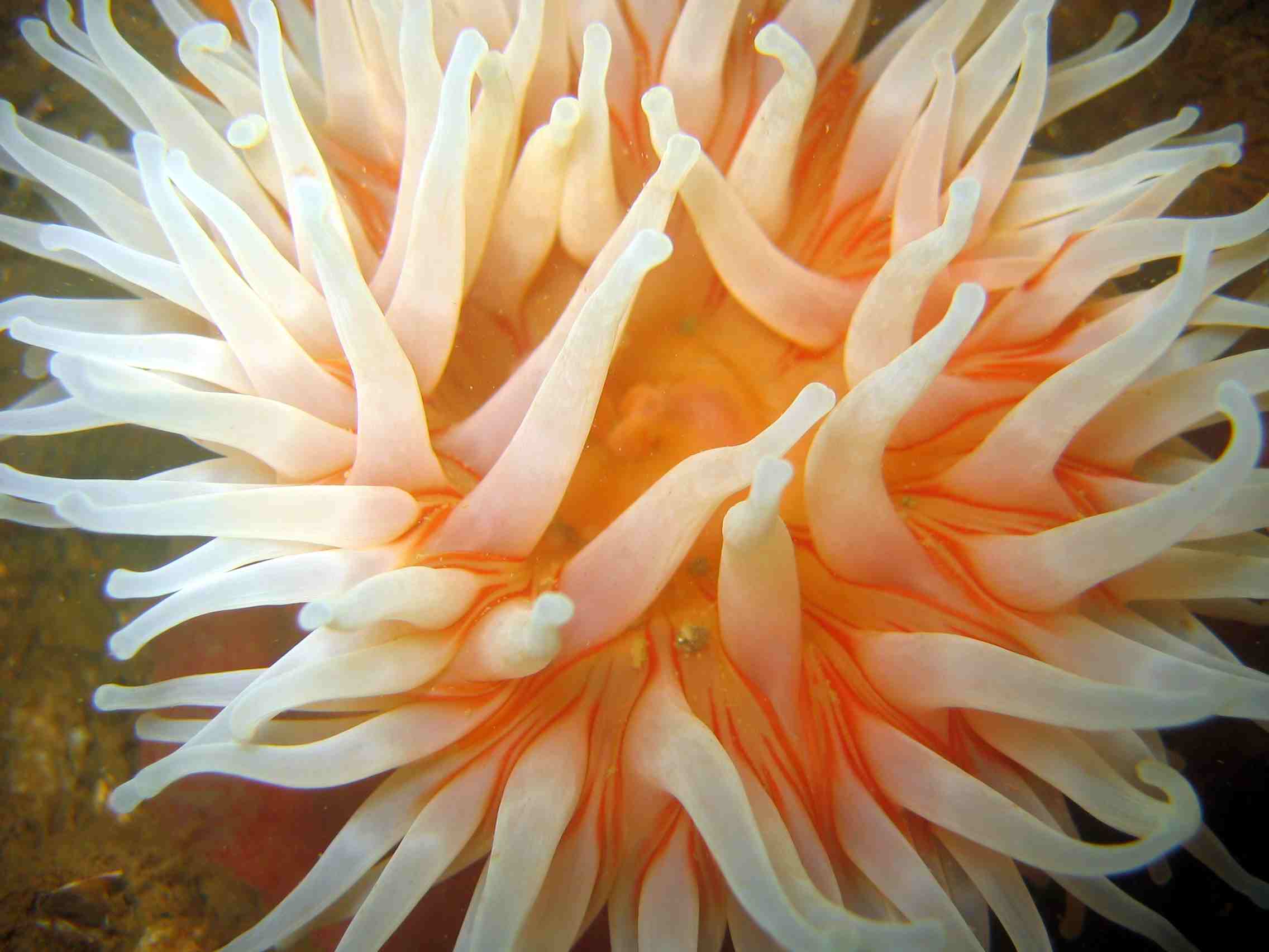 Northern Gem Anenome
