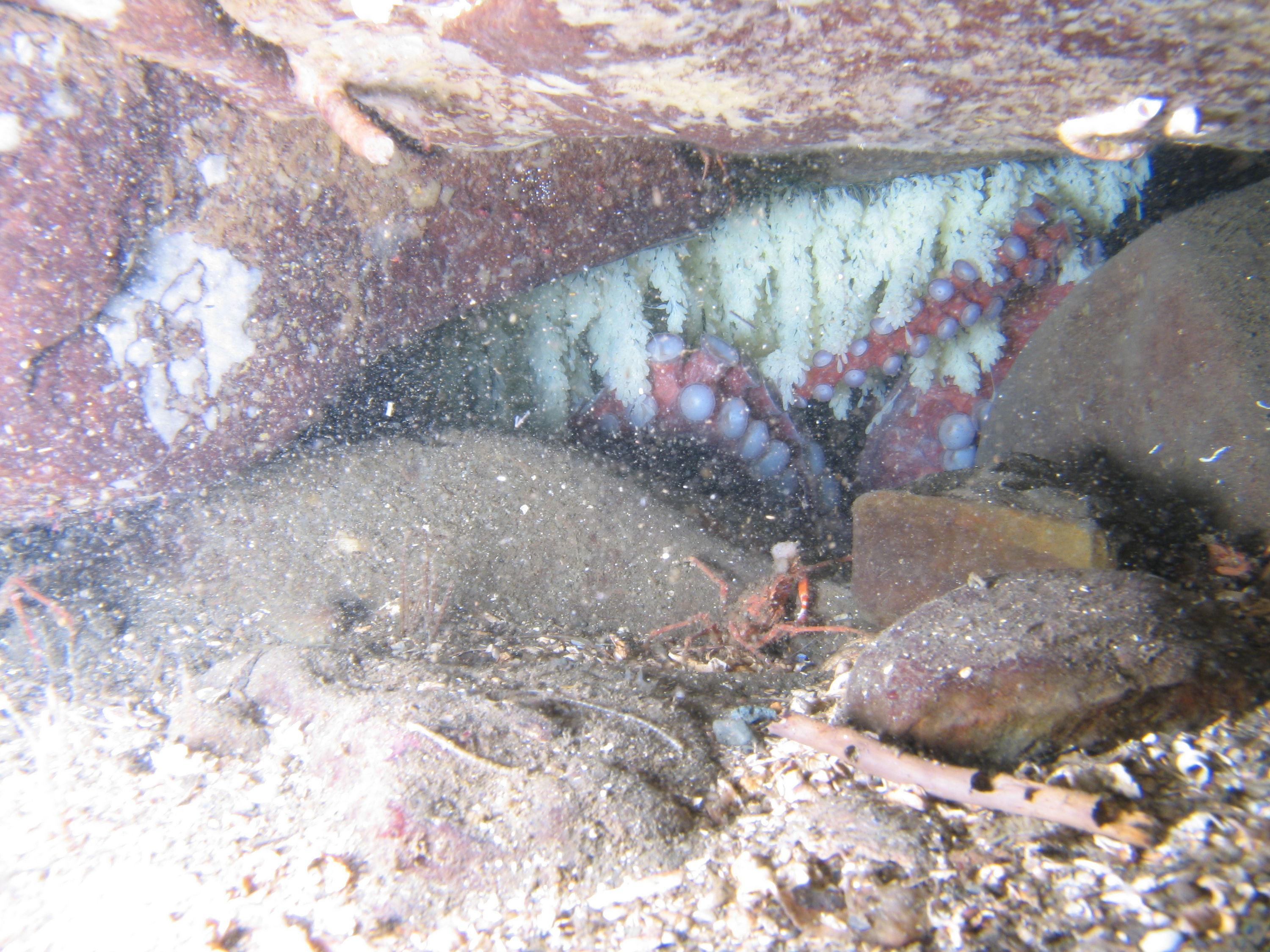 northern pacific octopus