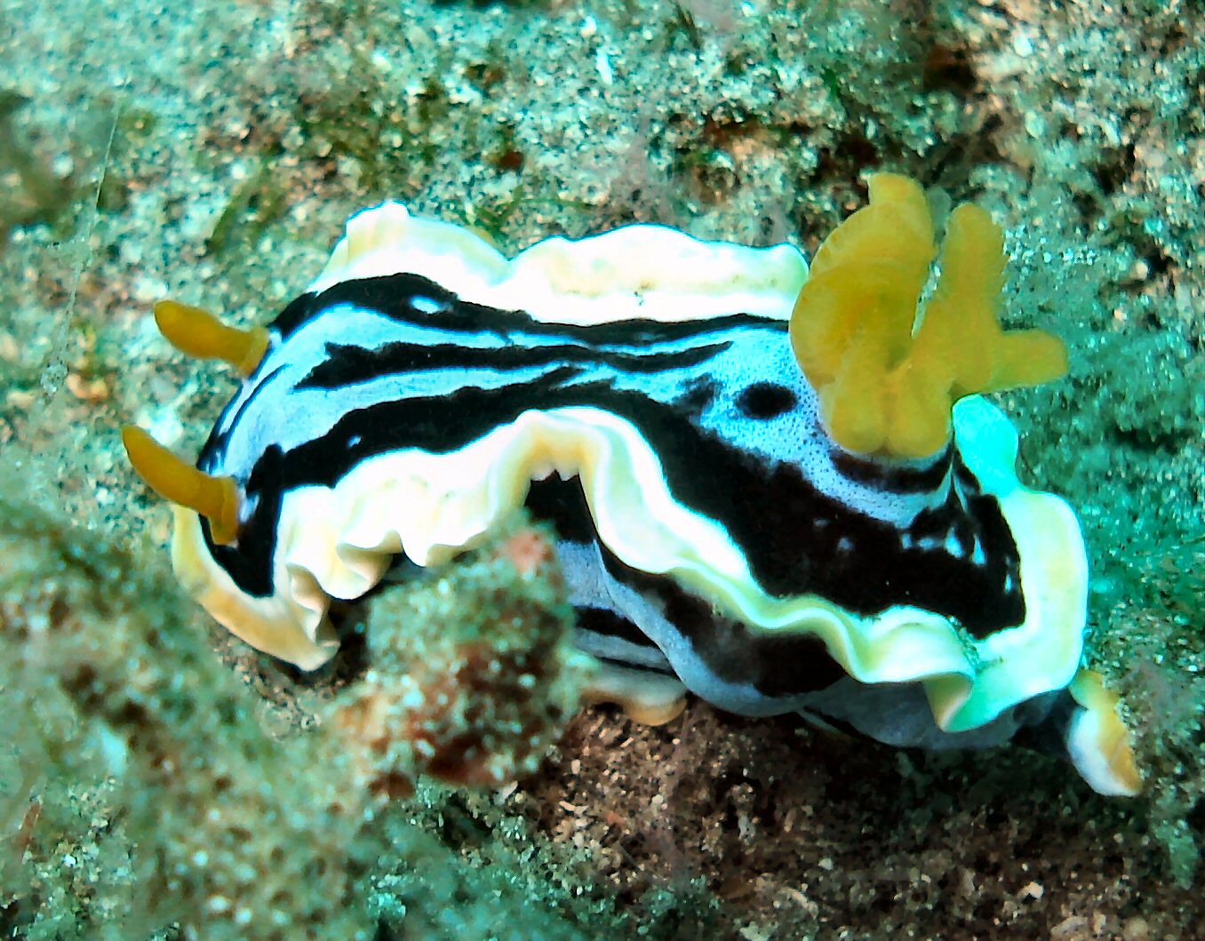 Not sure which nudibranch this is