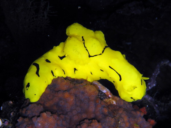 Notodoris Minor