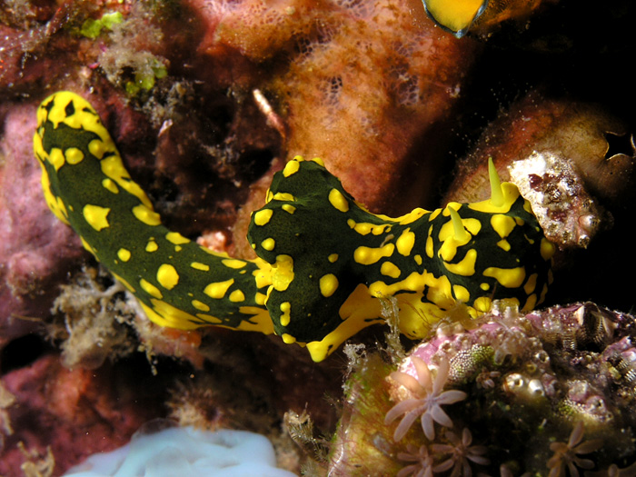 Notodoris - Nudibranch