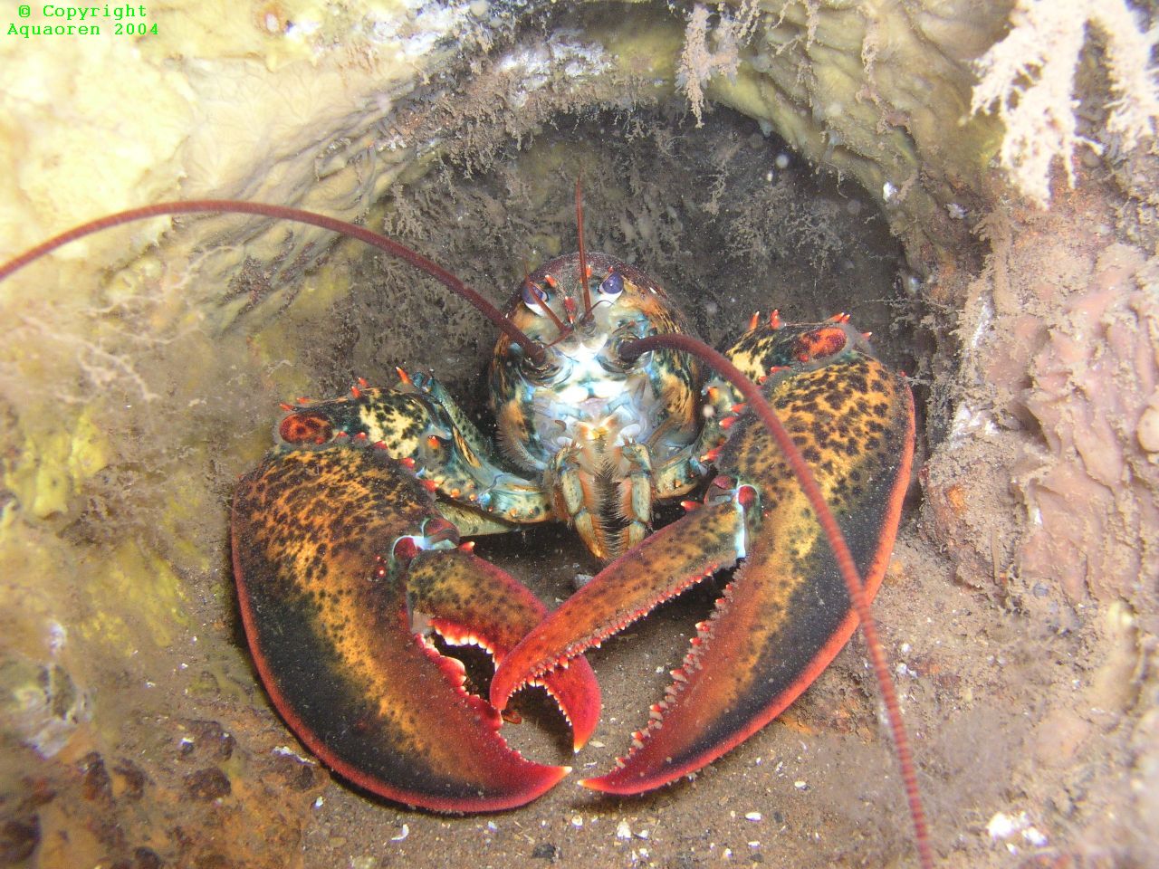 Nova_Scotia_Lobster