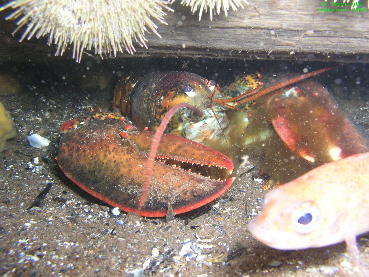 Nova_Scotia_Lobster_2