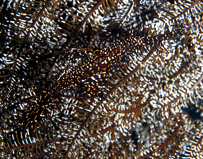 "Now you see me, now......"  Harlequin Ghost Pipefish