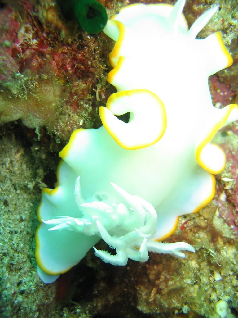 nudi 2