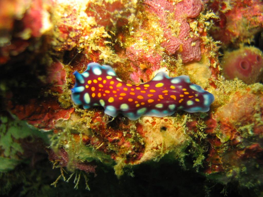 nudi 3