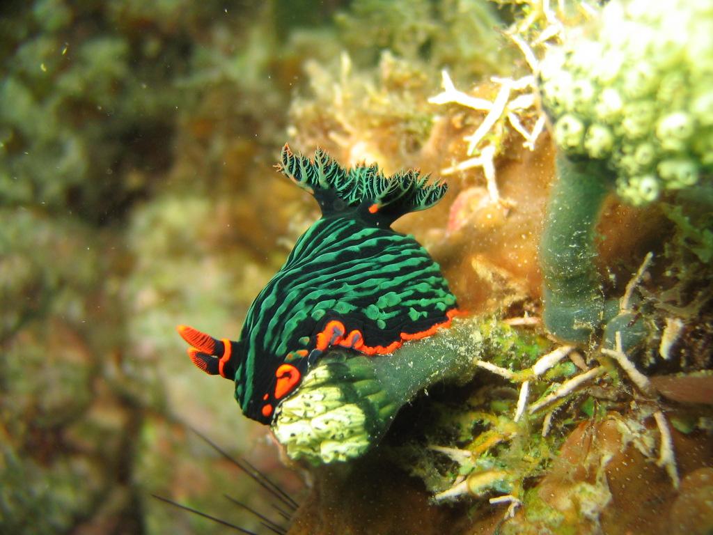 nudi 4