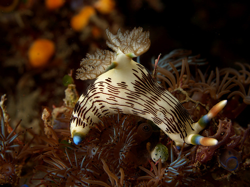 Nudi amongst colonial anemones