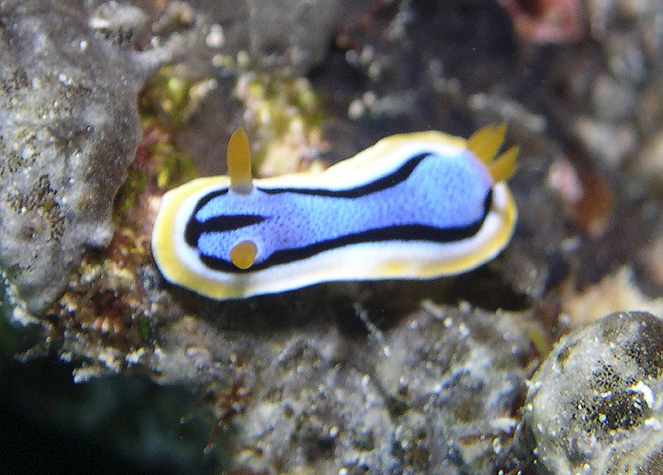 nudi-annae-chromodoris