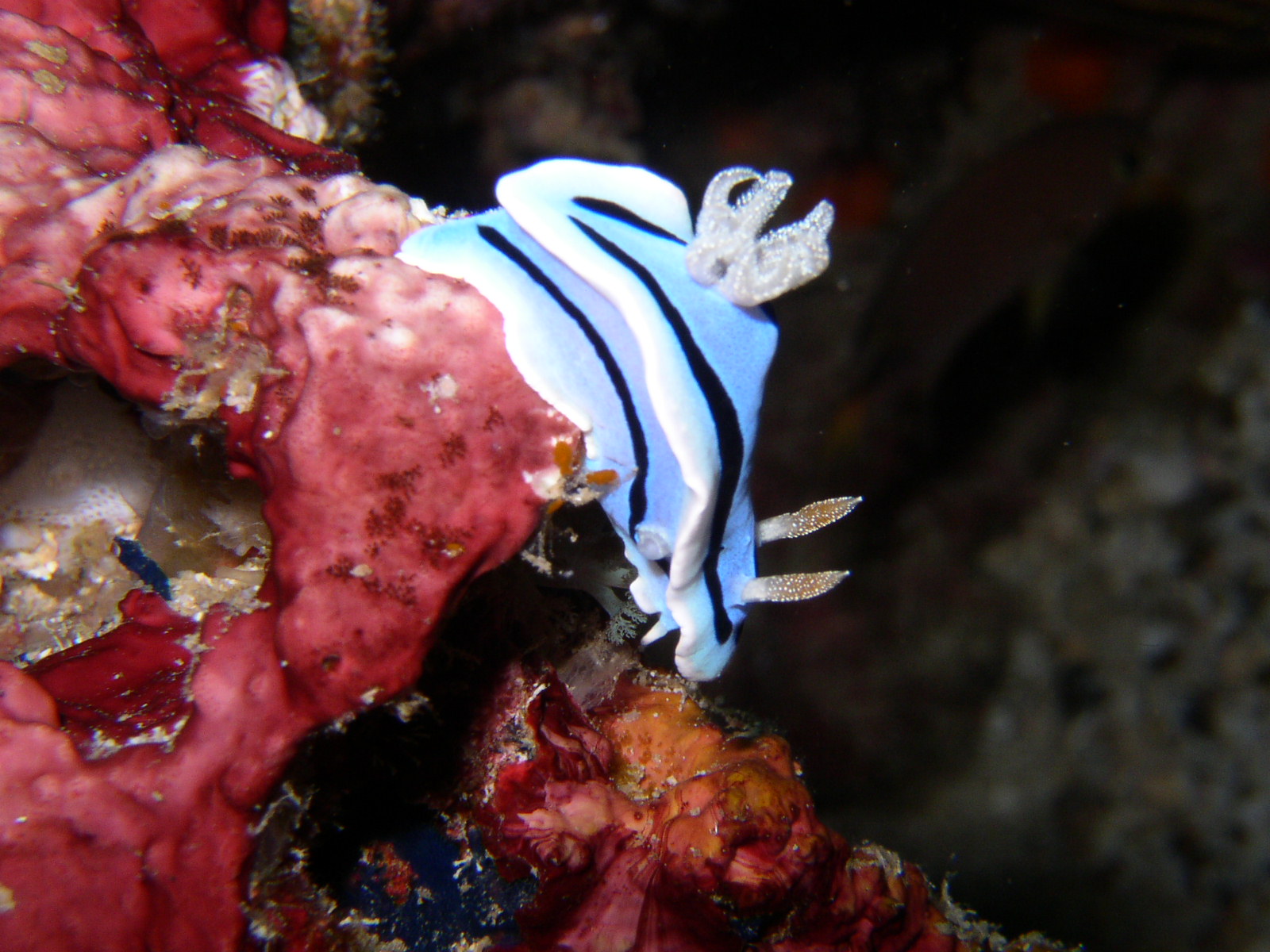 Nudi Branch from Puerto Galera