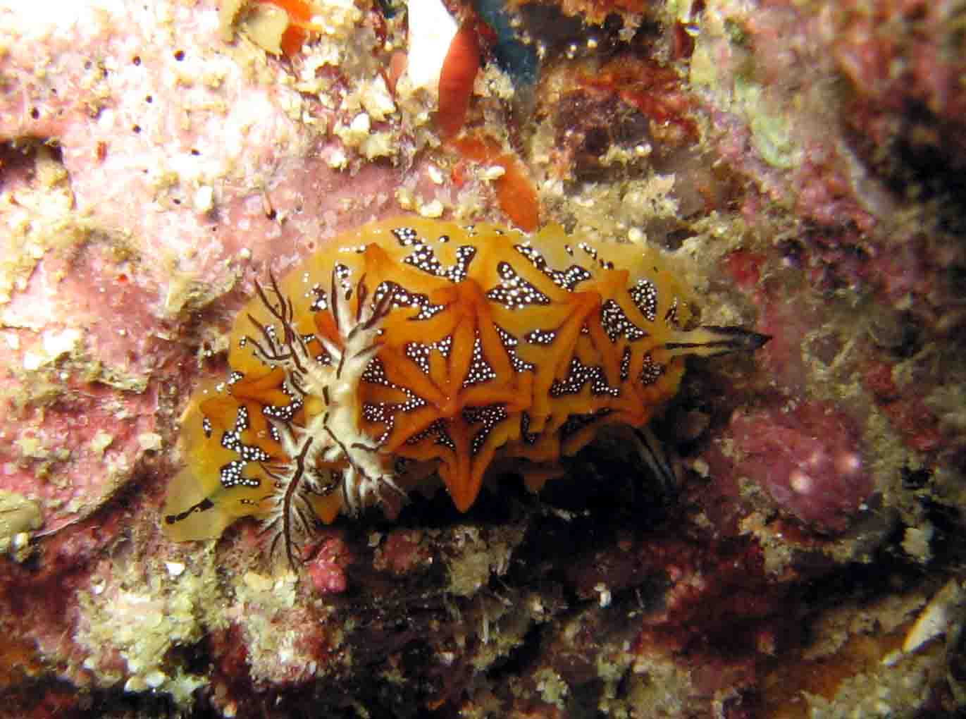 Nudi Branch