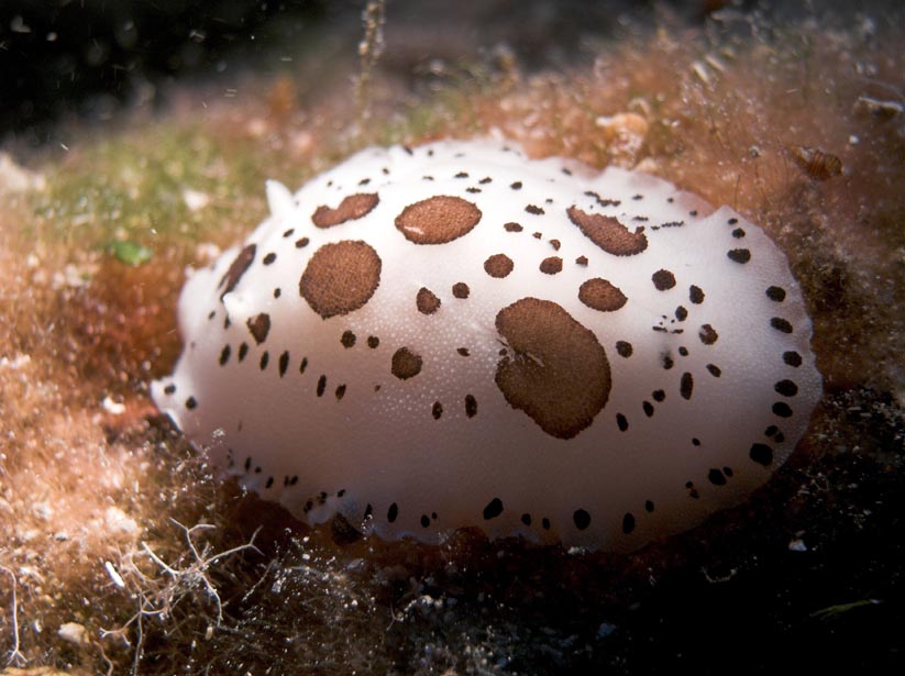 nudi branch