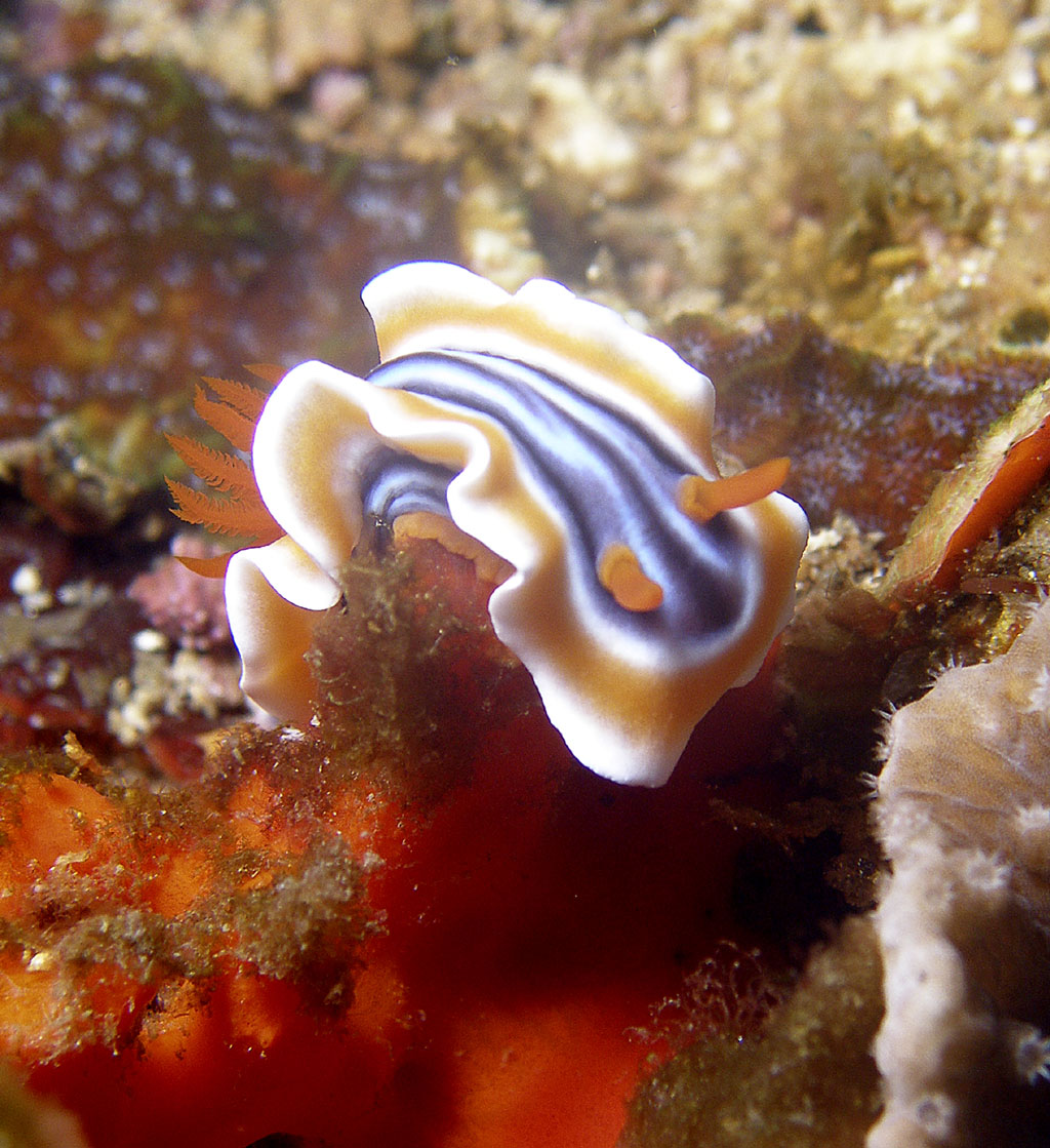 nudi chromodoris magnifica