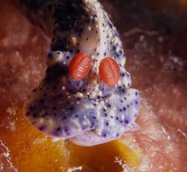 nudi close up