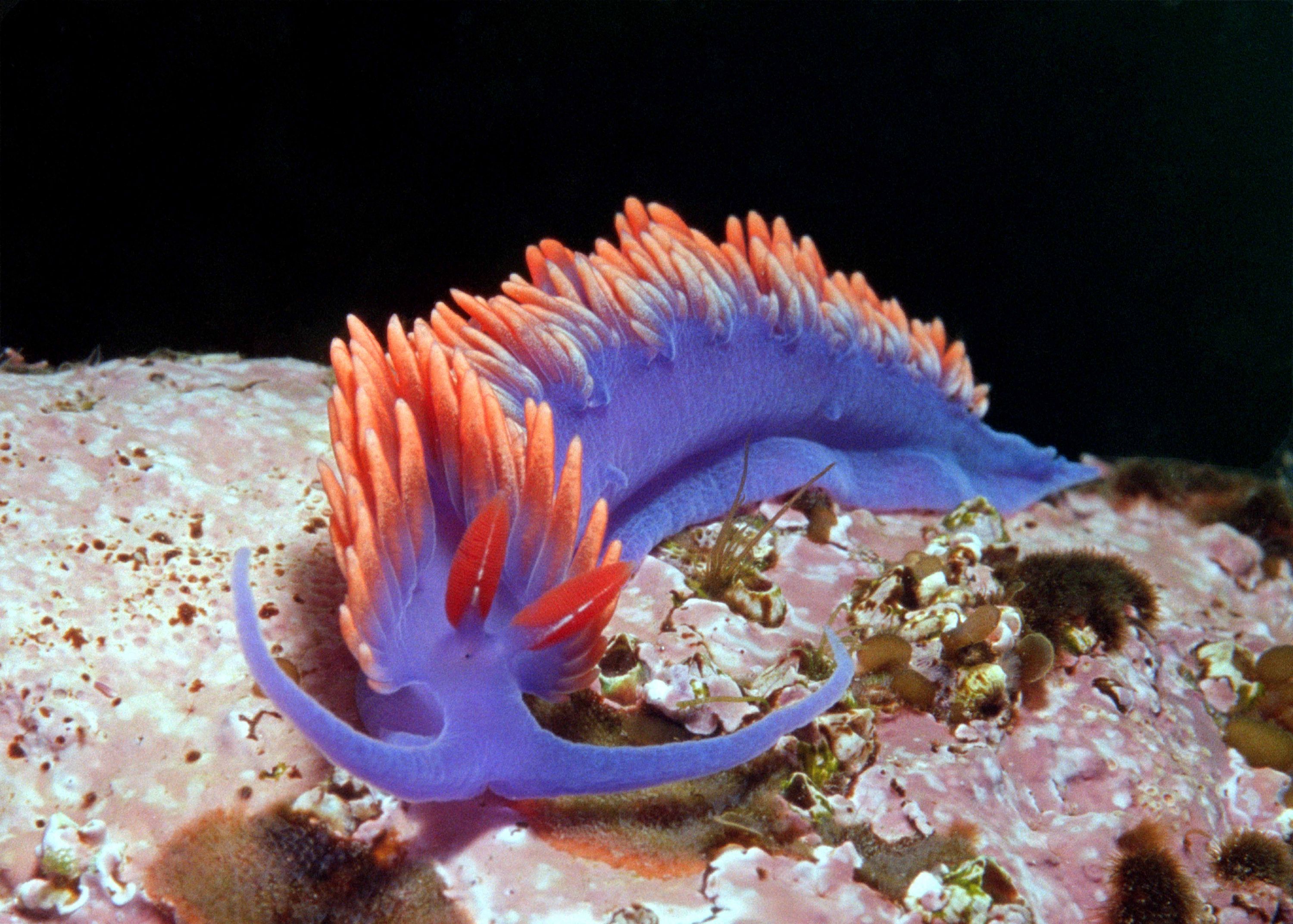 Nudi from fort Ross