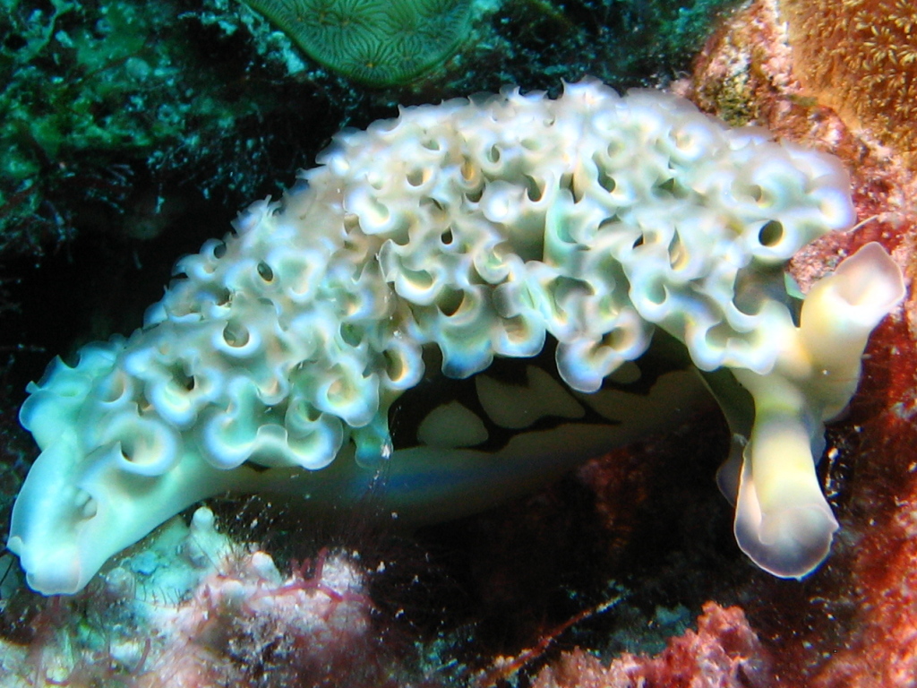 Nudi in Bonaire