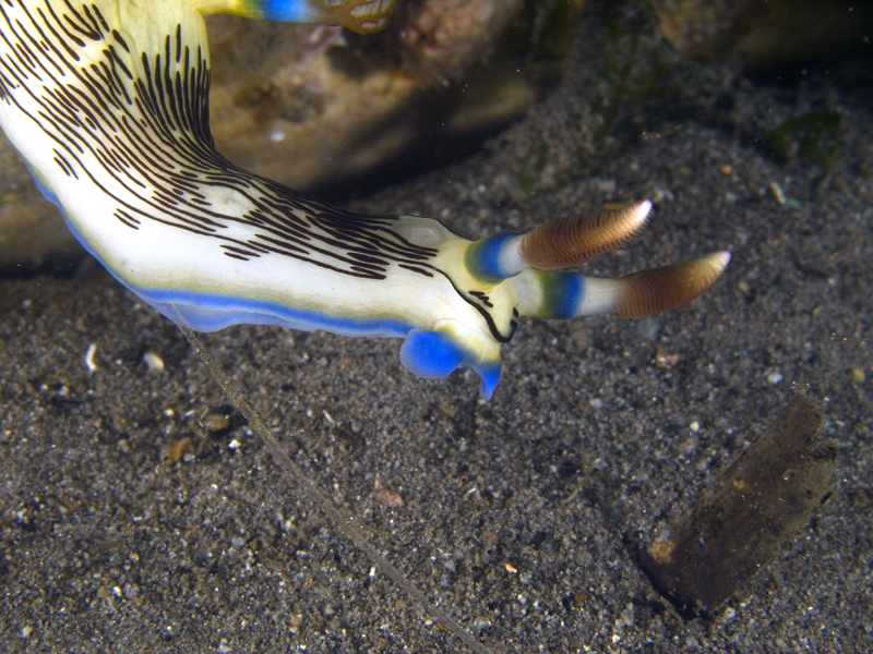 Nudi on a wire