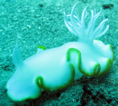 Nudi Pasacao