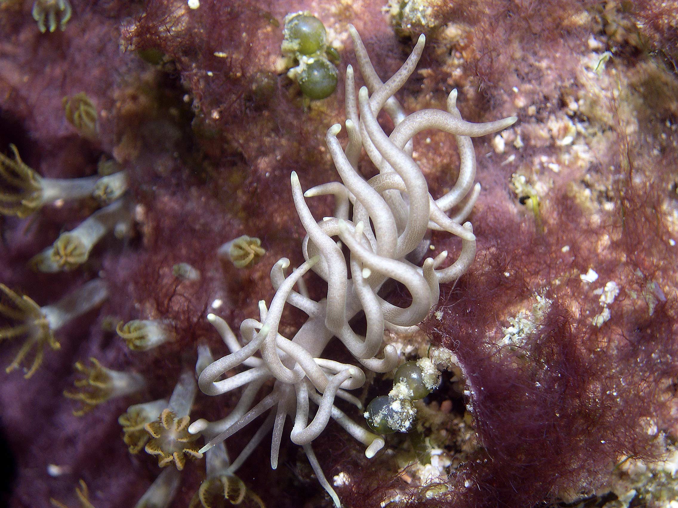 nudi-phyllodesmium