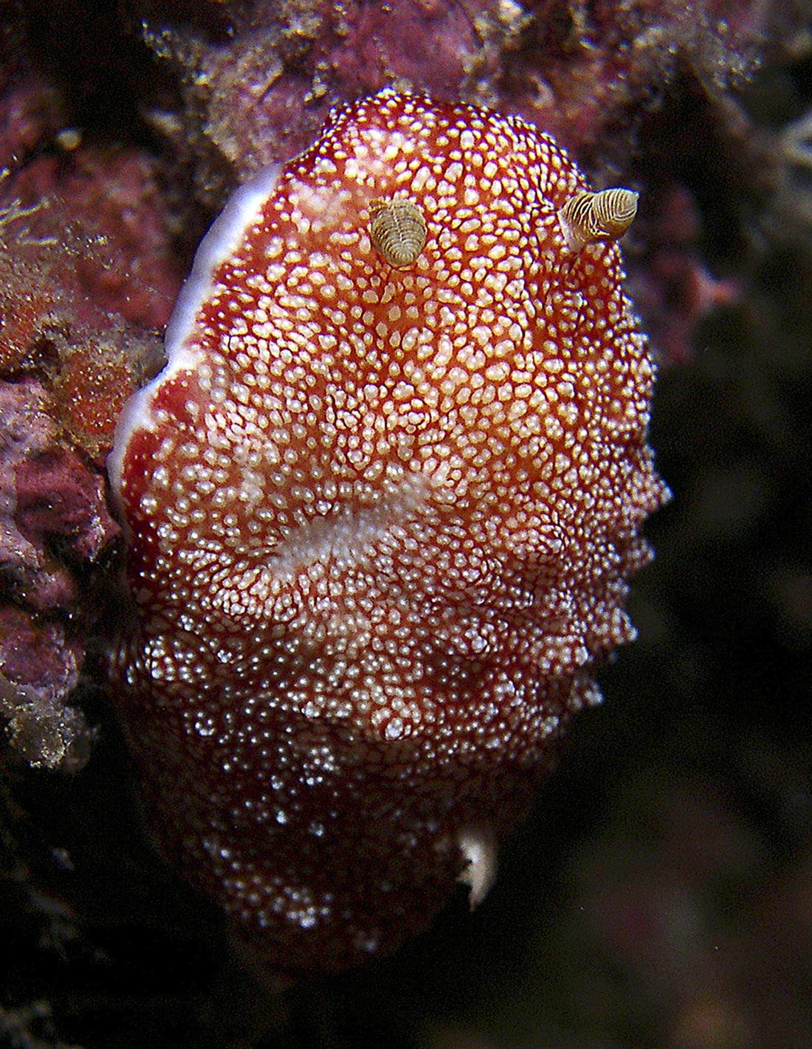 nudi-reticulated-chromodori