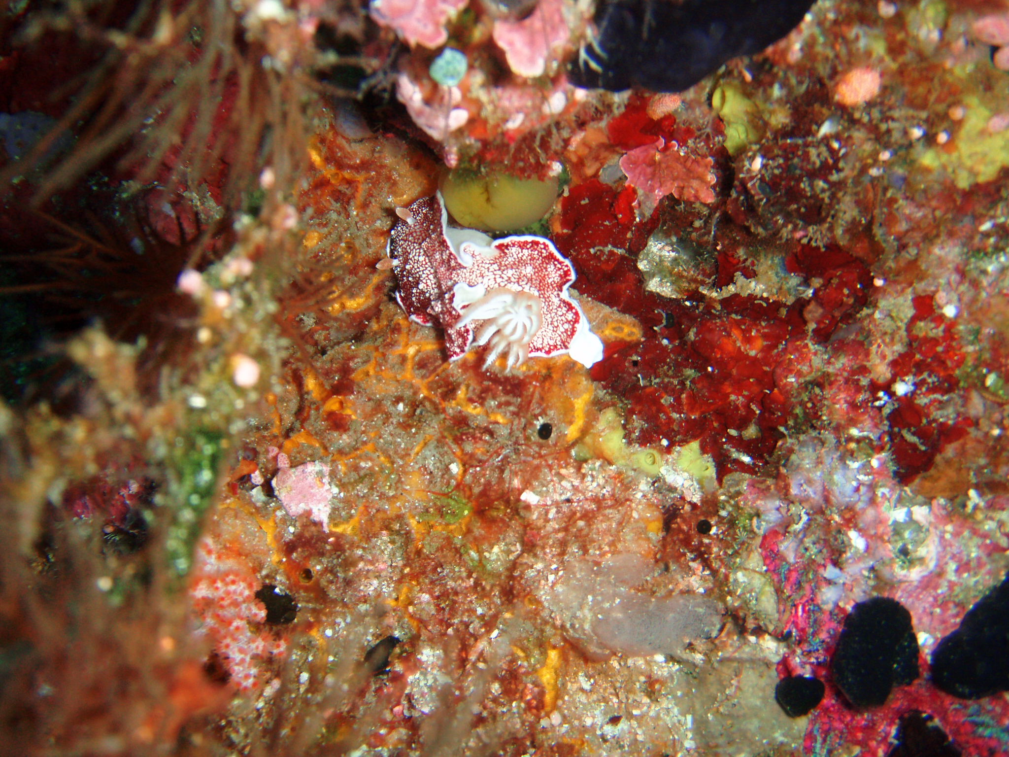 Nudi-Spanish Dancer?