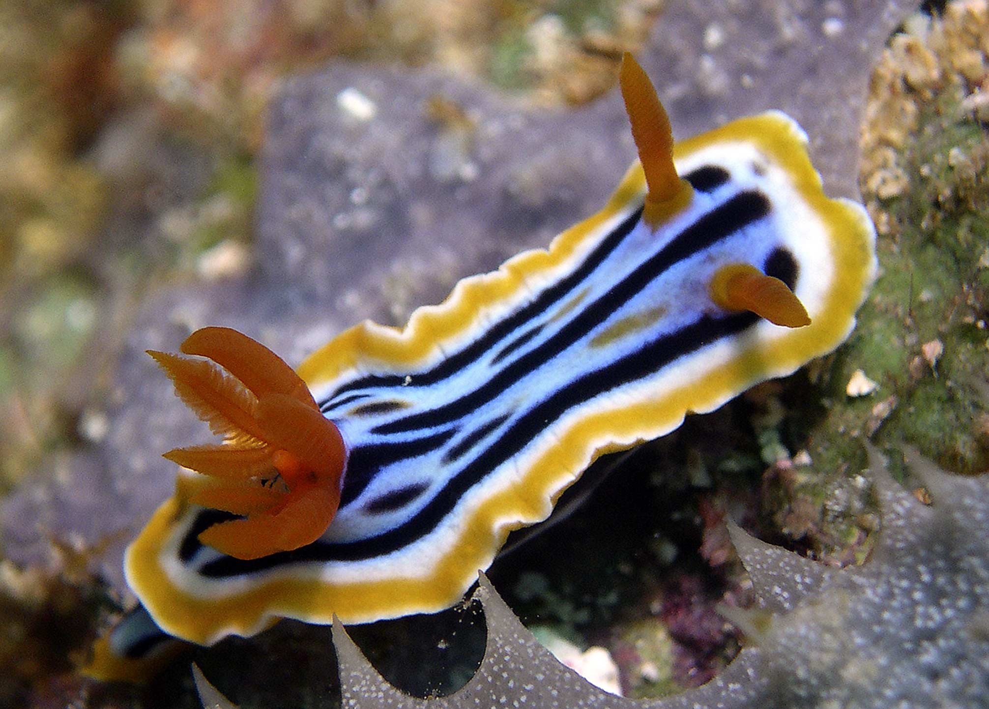 nudi-strigate-chromodoris