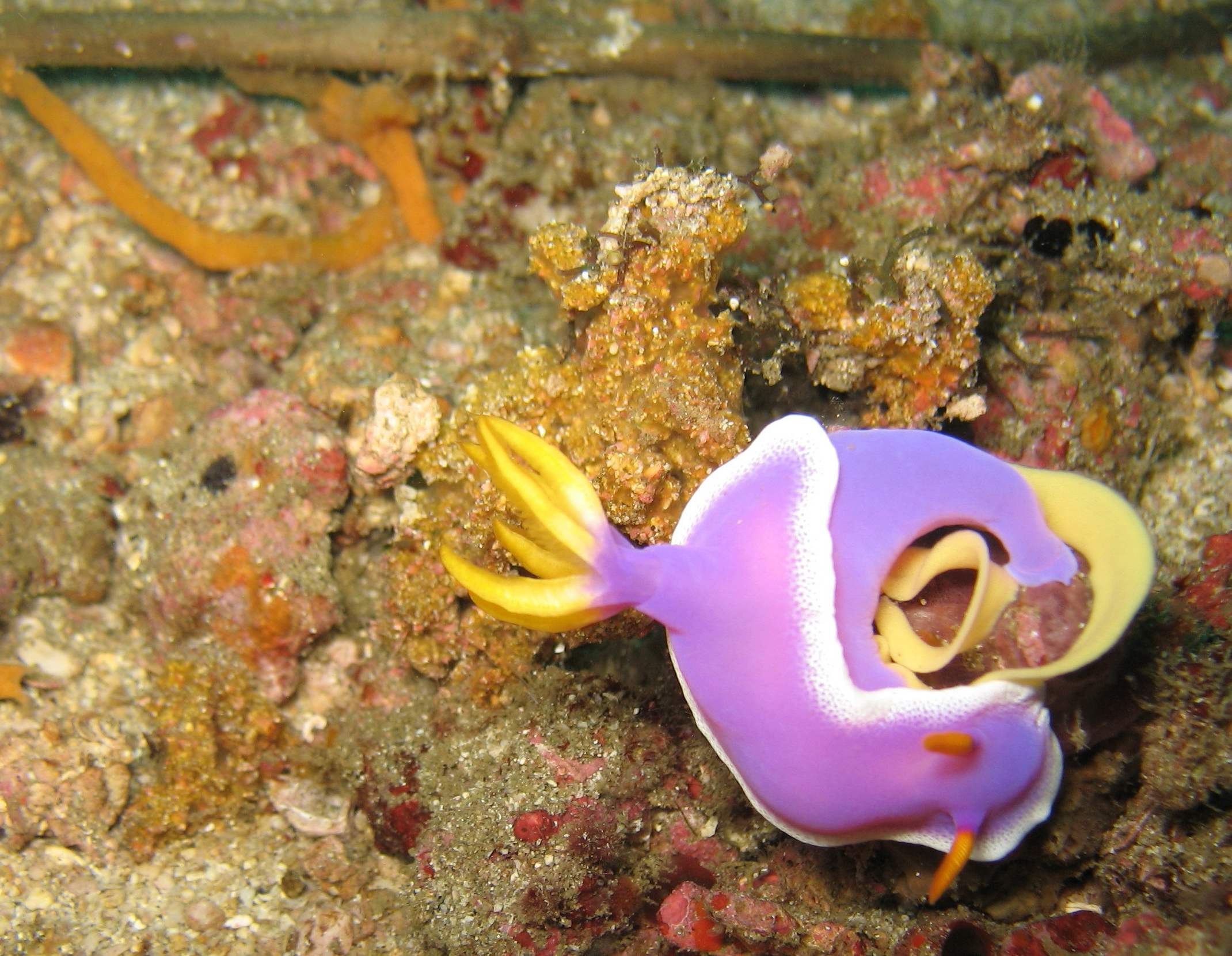 Nudi Up Close