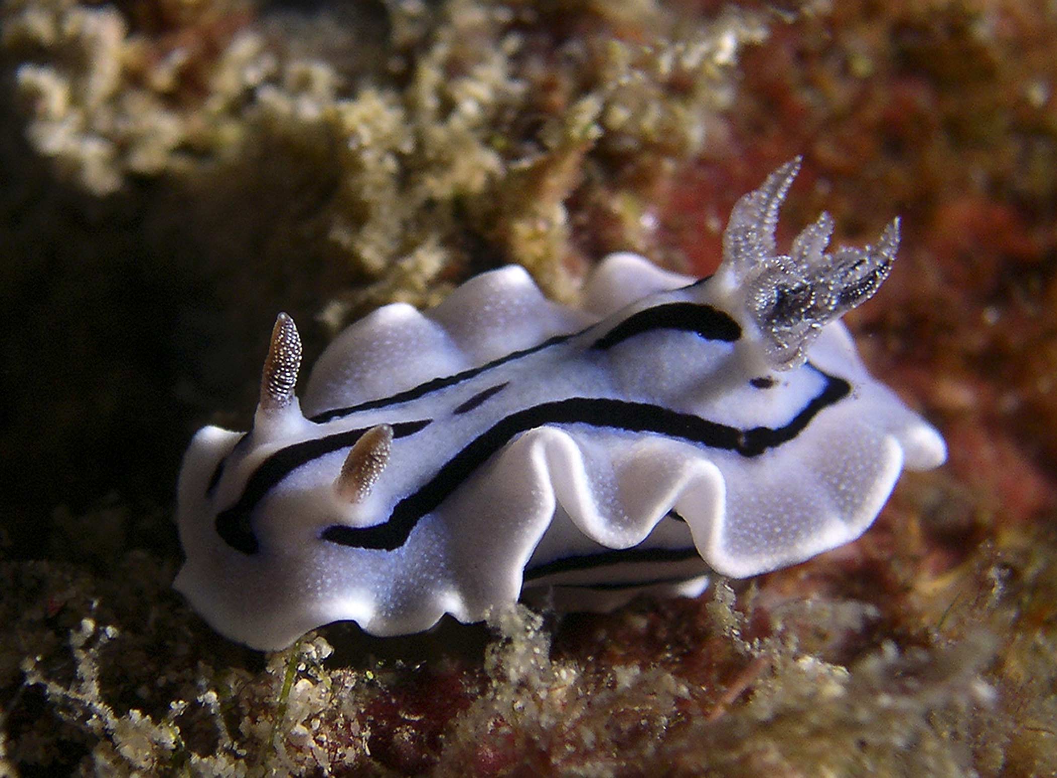 nudi-willani-chromodoris