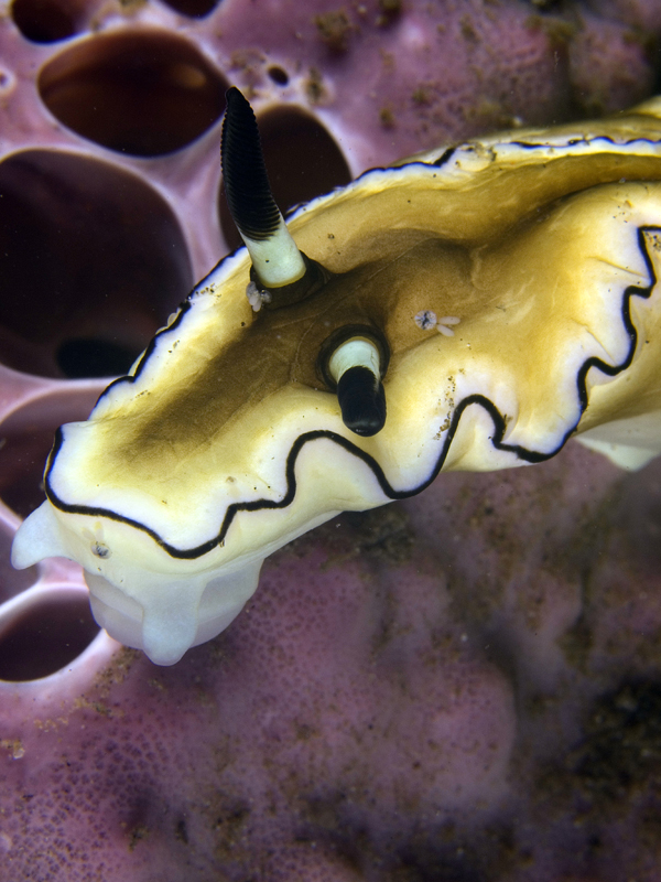 Nudi with copepods