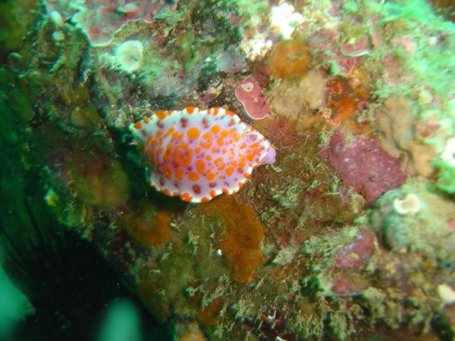 Nudi
