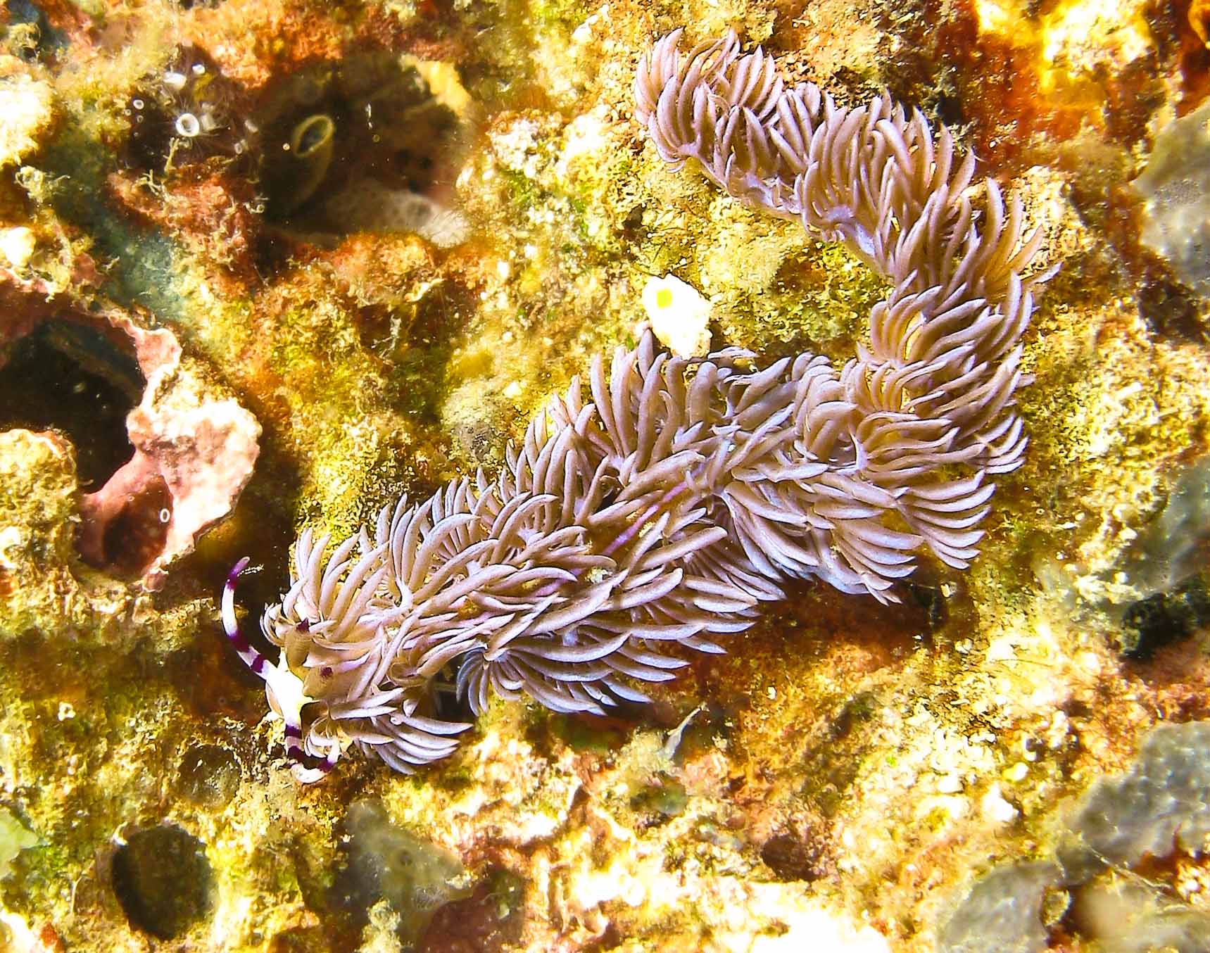 Nudi