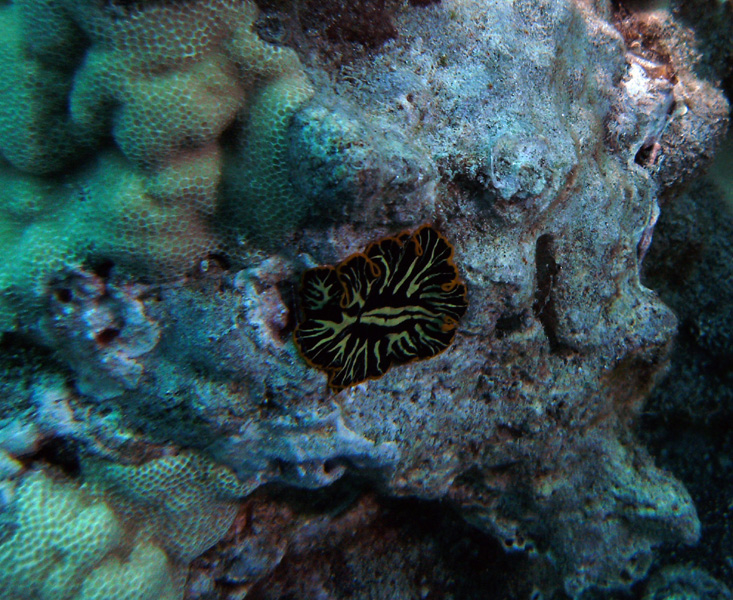 nudi