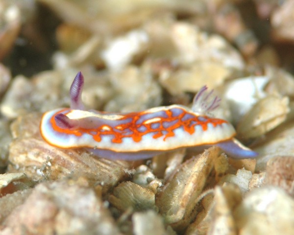 Nudi