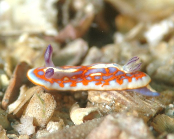 Nudi