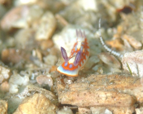 Nudi