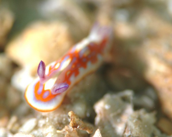 Nudi