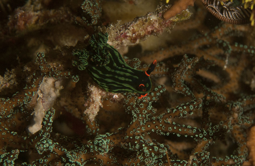 Nudi