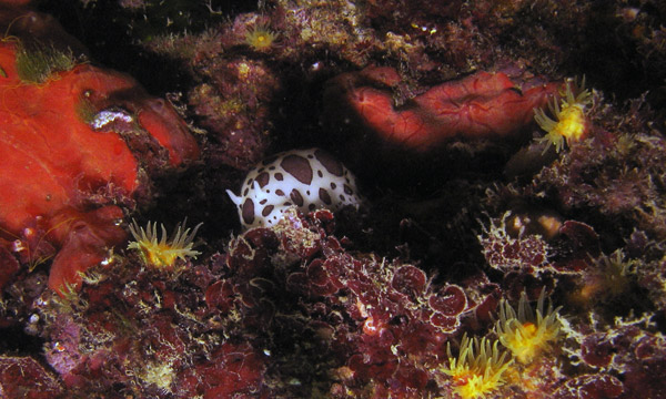 Nudi